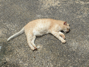 Photo of object